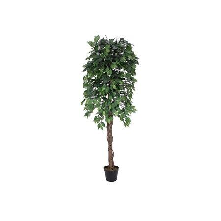 Europalms - Variegated Ficus